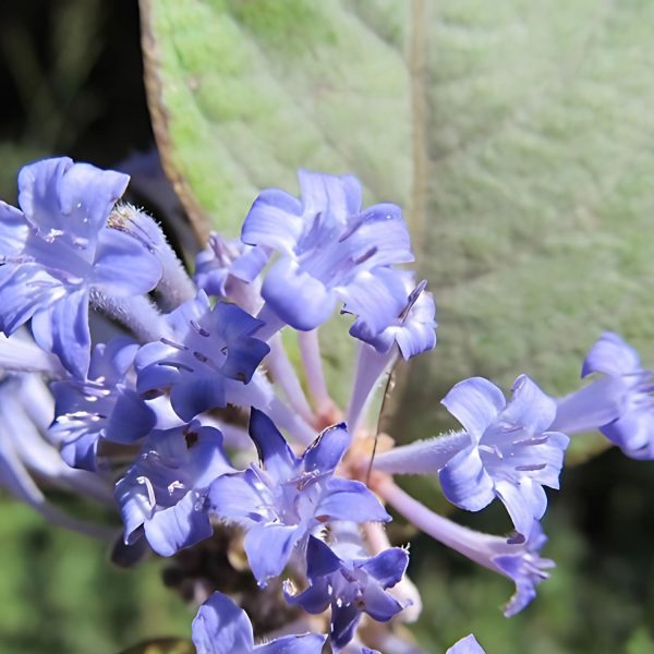 HAMILTONIA SUAVEOLENS - Image 2