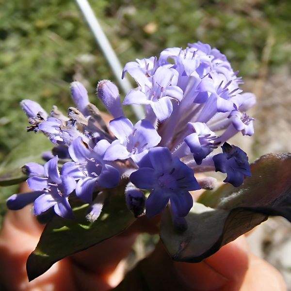 HAMILTONIA SUAVEOLENS - Image 3