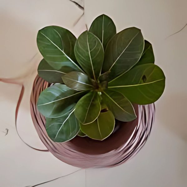 HAMILTONIA SUAVEOLENS