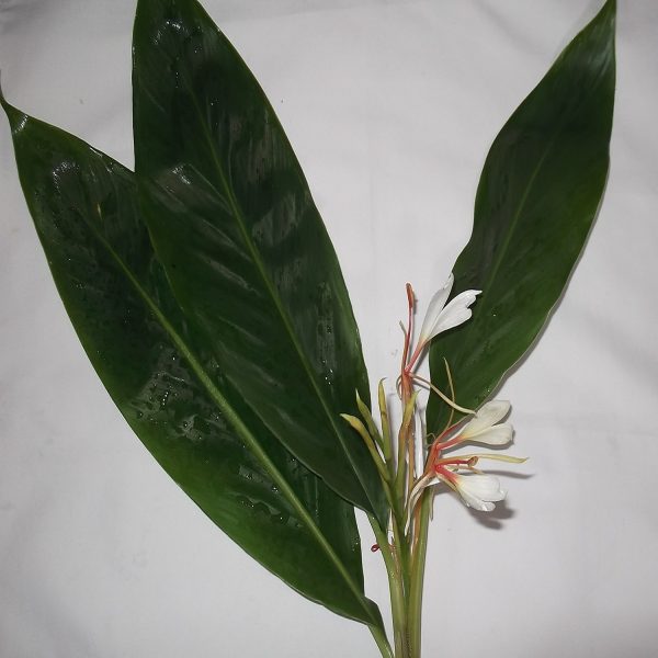 HEDYCHIUM CORONARIUM - Image 7