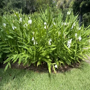HEDYCHIUM CORONARIUM