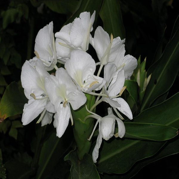 HEDYCHIUM CORONARIUM - Image 3