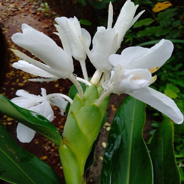 HEDYCHIUM CORONARIUM - Image 4