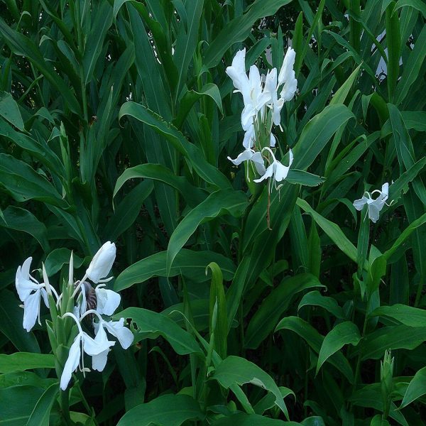 HEDYCHIUM CORONARIUM - Image 5