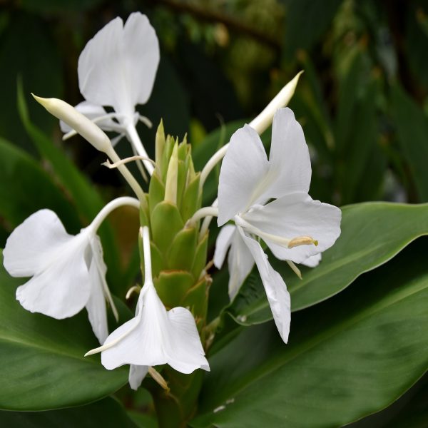 HEDYCHIUM CORONARIUM - Image 6