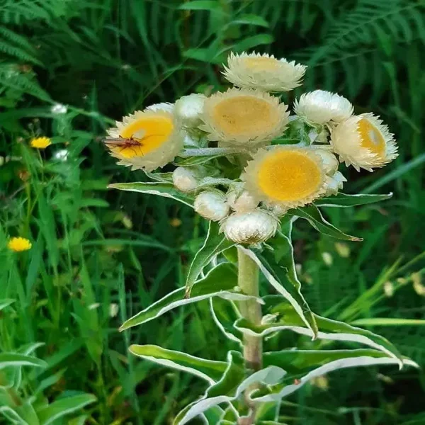 HELICHRYSUM SPP. - Image 3