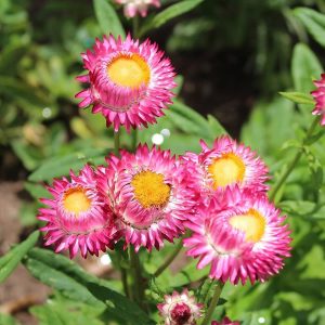HELICHRYSUM SPP.