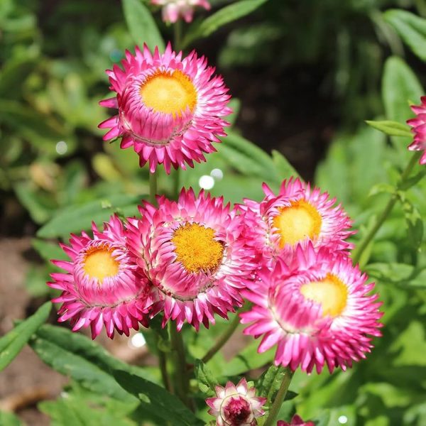 HELICHRYSUM SPP. - Image 2