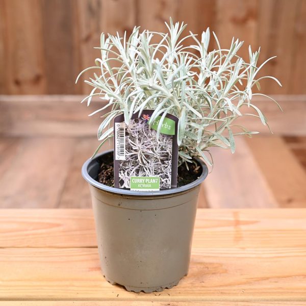 HELICHRYSUM SPP.