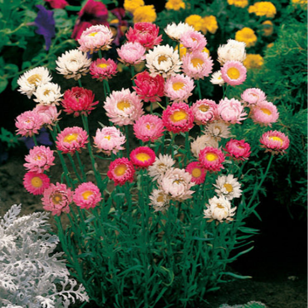 HELICHRYSUM SPP. - Image 4
