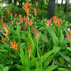 PHP-HELICONIA PSITTACORUM