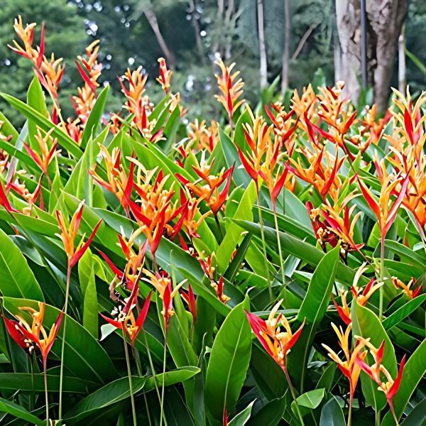 PHP-HELICONIA PSITTACORUM - Image 3
