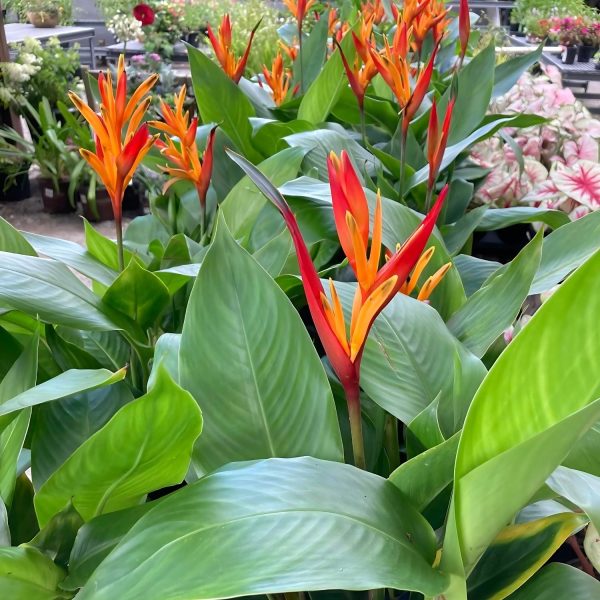 PHP-HELICONIA PSITTACORUM - Image 4