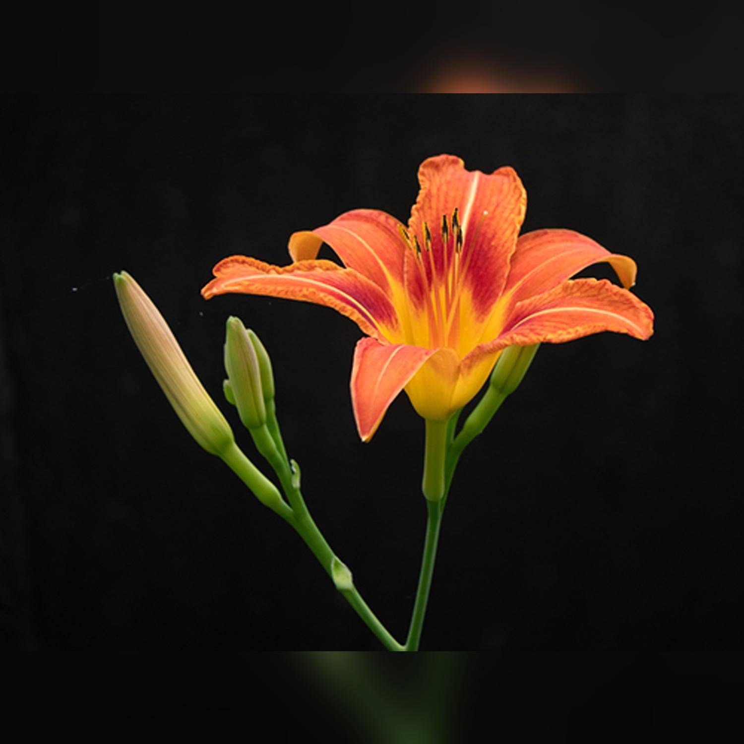 HEMEROCALLIS FULVA - Image 8