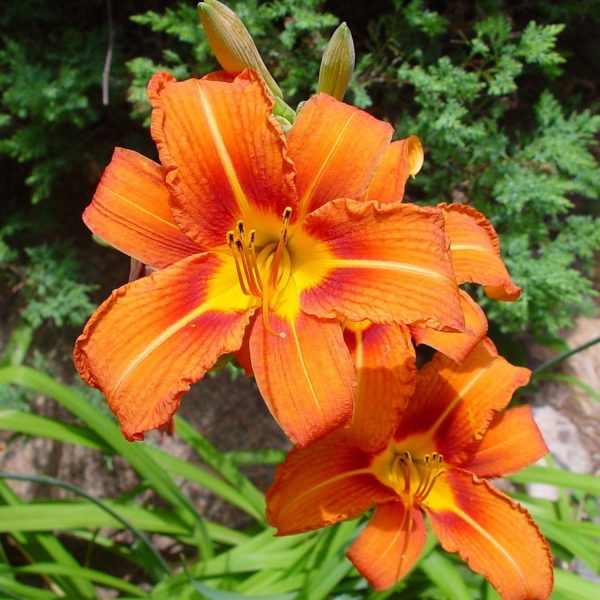 HEMEROCALLIS FULVA - Image 6