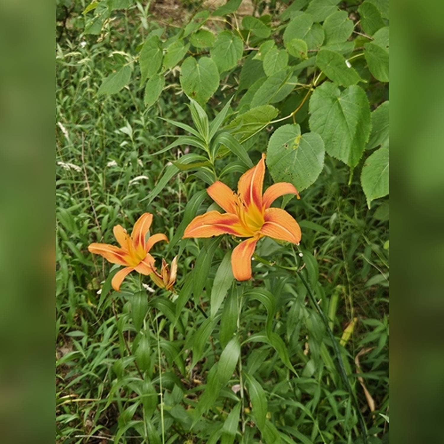 HEMEROCALLIS FULVA - Image 9