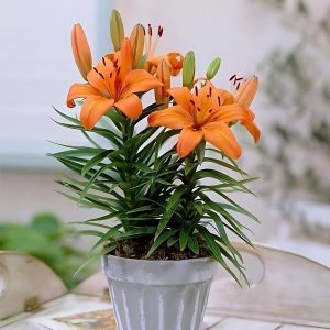 HEMEROCALLIS FULVA