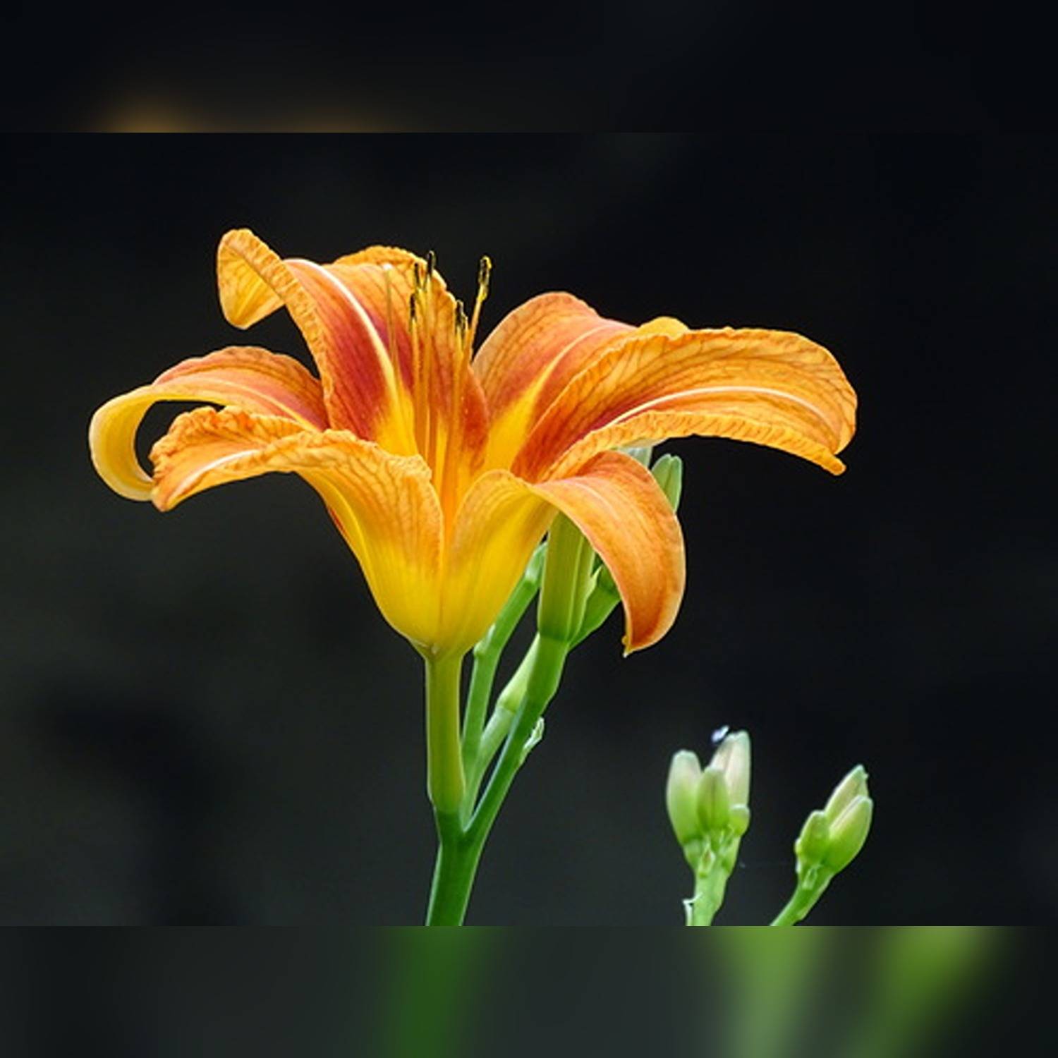 HEMEROCALLIS FULVA - Image 7
