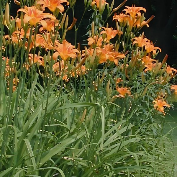 HEMEROCALLIS FULVA - Image 3
