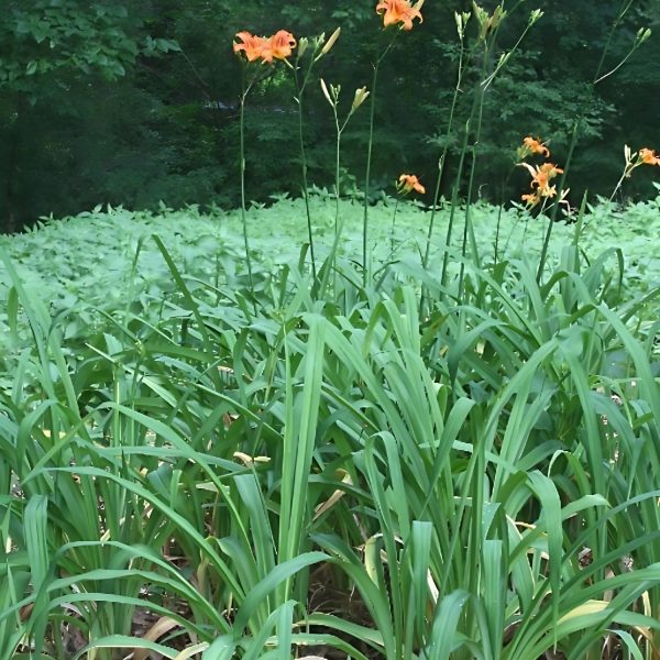 HEMEROCALLIS FULVA - Image 4