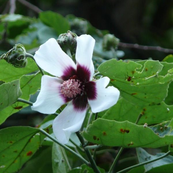 HIBISCUS COLLINUS - Image 3