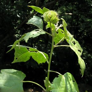 HIBISCUS COLLINUS