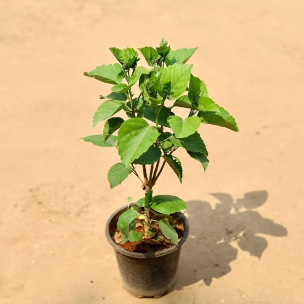 HIBISCUS COLLINUS