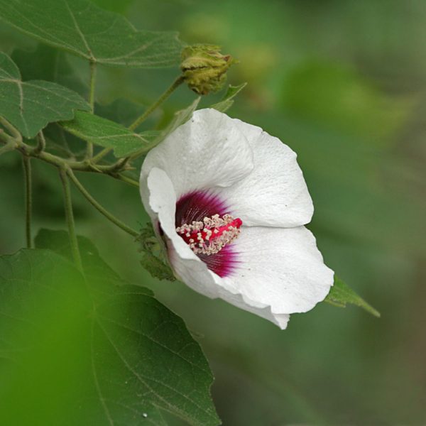HIBISCUS COLLINUS - Image 4