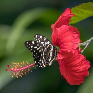 HIBISCUS ROSA-SINENSIS AUSTRALIAN ROSE
