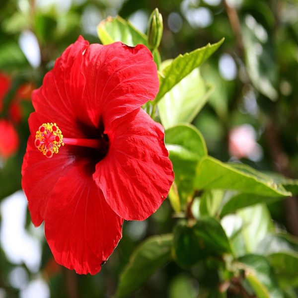 HIBISCUS ROSA-SINENSIS AUSTRALIAN ROSE - Image 3