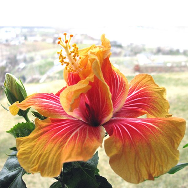 HIBISCUS ROSA-SINENSIS AUSTRALIAN ROSE - Image 4