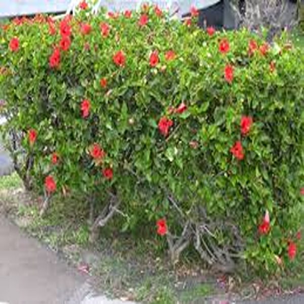 HIBISCUS ROSA-SINENSIS COOPERI - Image 3