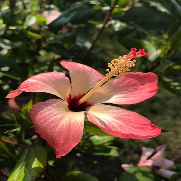 HIBISCUS ROSA-SINENSIS COOPERI - Image 4