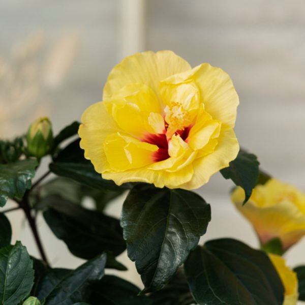 HIBISCUS ROSA-SINENSIS DAFFODIL - Image 3