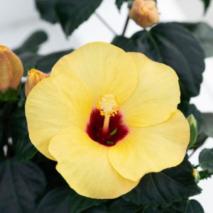 HIBISCUS ROSA-SINENSIS DAFFODIL