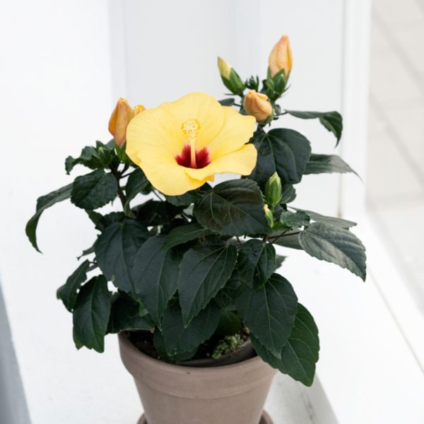 HIBISCUS ROSA-SINENSIS DAFFODIL - Image 5