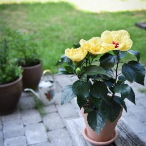 HIBISCUS ROSA-SINENSIS DAFFODIL