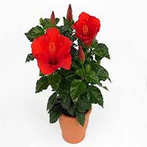 HIBISCUS ROSA-SINENSIS DEEP ROSE SOUNDARAYA