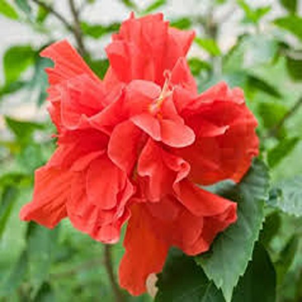 HIBISCUS ROSA-SINENSIS DEEP ROSE SOUNDARAYA - Image 4