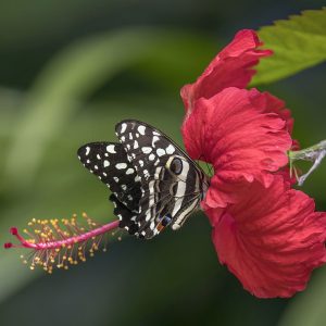 HIBISCUS ROSA-SINENSIS DELIGHT