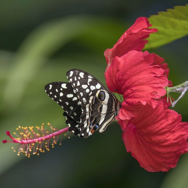 HIBISCUS ROSA-SINENSIS DELIGHT - Image 2