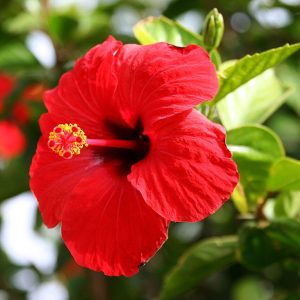 HIBISCUS ROSA-SINENSIS DELIGHT