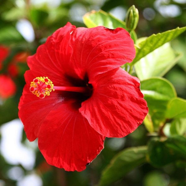 HIBISCUS ROSA-SINENSIS DELIGHT