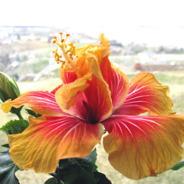 HIBISCUS ROSA-SINENSIS DELIGHT - Image 6
