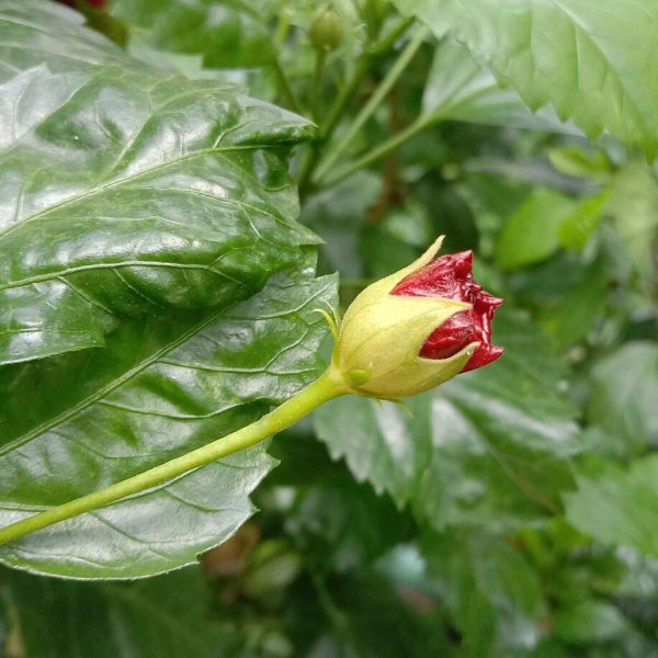 HIBISCUS ROSA-SINENSIS DELIGHT - Image 5