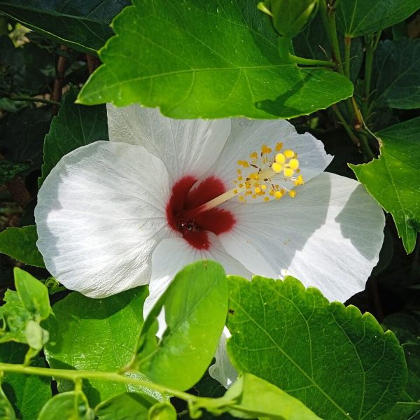 HIBISCUS ROSA-SINENSIS DELIGHT - Image 4