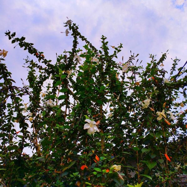 HIBISCUS ROSA-SINENSIS DELIGHT - Image 3