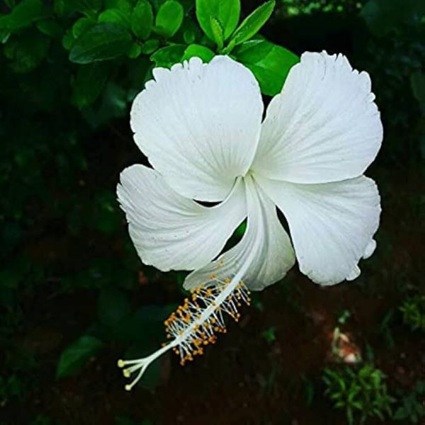 HIBISCUS ROSA-SINENSIS HAWAII WHITE - Image 3