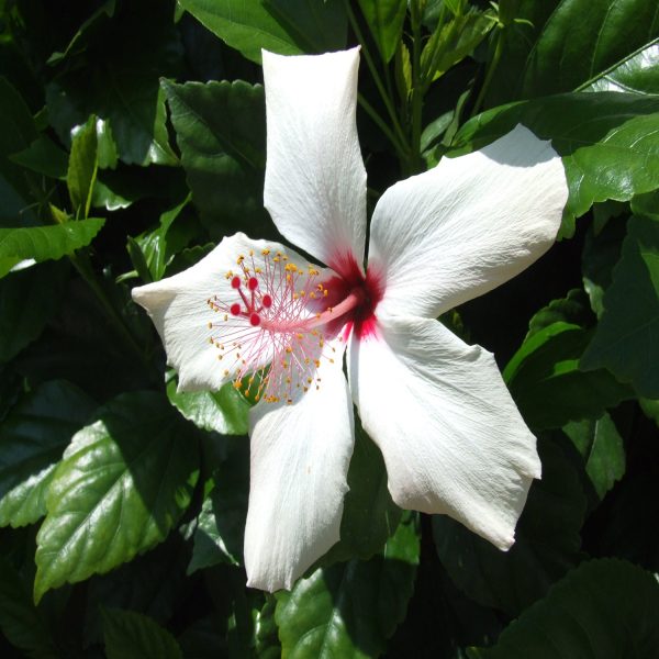 HIBISCUS ROSA-SINENSIS HAWAII WHITE - Image 2