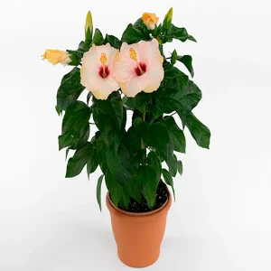 HIBISCUS ROSA-SINENSIS HAWAII WHITE